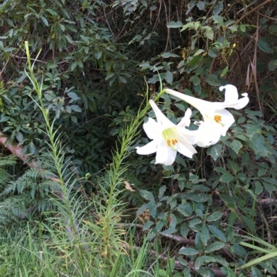 Lilium formosanum (Taiwan Lily, Tiger Lily) at Bawley Point, NSW - 22 Feb 2019 by Marg