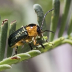 Aporocera (Aporocera) consors (A leaf beetle) at Mulligans Flat - 22 Feb 2019 by AlisonMilton