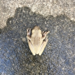 Litoria peronii (Peron's Tree Frog, Emerald Spotted Tree Frog) at Bawley Point, NSW - 14 Feb 2019 by Marg