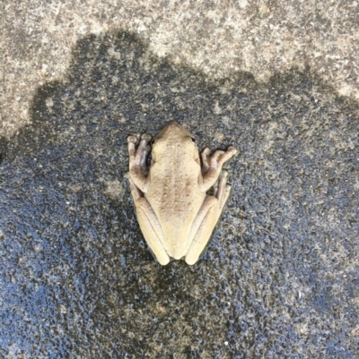 Litoria peronii (Peron's Tree Frog, Emerald Spotted Tree Frog) at Bawley Point, NSW - 13 Feb 2019 by Marg