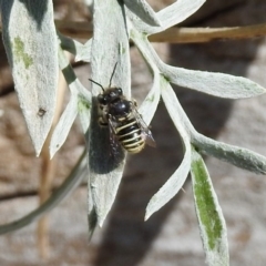 Pseudoanthidium (Immanthidium) repetitum (African carder bee, Megachild bee) at Macarthur, ACT - 22 Feb 2019 by RodDeb