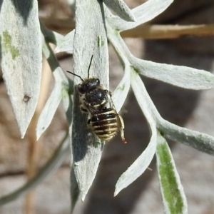 Pseudoanthidium (Immanthidium) repetitum at Macarthur, ACT - 22 Feb 2019 03:44 PM