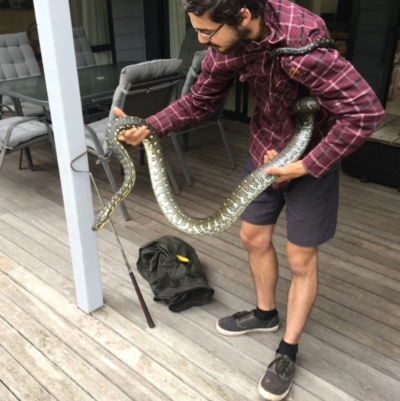 Morelia spilota spilota (Diamond Python) at Bawley Point, NSW - 20 Feb 2019 by Marg