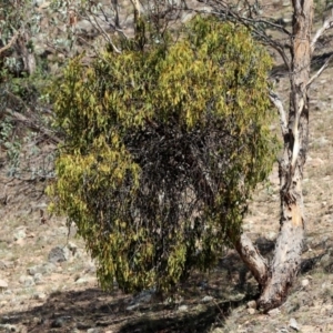 Amyema miquelii at Banks, ACT - 22 Feb 2019 02:42 PM