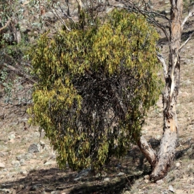 Amyema miquelii (Box Mistletoe) at Rob Roy Range - 22 Feb 2019 by RodDeb