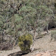 Amyema miquelii at Banks, ACT - 22 Feb 2019 02:42 PM