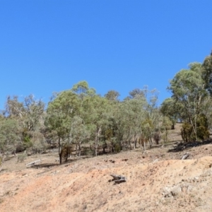 Amyema miquelii at Banks, ACT - 22 Feb 2019 02:42 PM