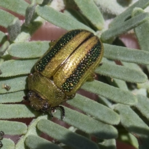 Calomela vittata at Forde, ACT - 22 Feb 2019 11:13 AM