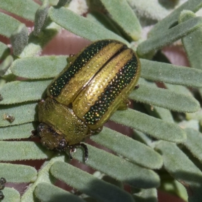 Calomela vittata (Acacia leaf beetle) at Mulligans Flat - 22 Feb 2019 by AlisonMilton