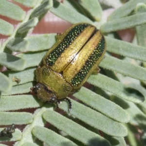 Calomela vittata at Forde, ACT - 22 Feb 2019 11:13 AM