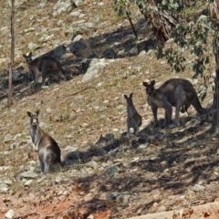 Macropus giganteus (Eastern Grey Kangaroo) at Rob Roy Range - 22 Feb 2019 by RodDeb