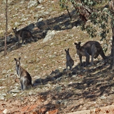 Macropus giganteus (Eastern Grey Kangaroo) at Banks, ACT - 22 Feb 2019 by RodDeb