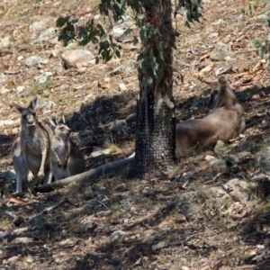 Macropus giganteus at Banks, ACT - 22 Feb 2019 02:39 PM