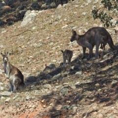 Macropus giganteus at Banks, ACT - 22 Feb 2019 02:39 PM