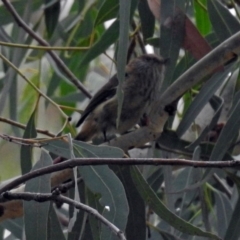 Acanthiza lineata (Striated Thornbill) at ANBG - 22 Feb 2019 by RodDeb