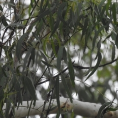 Acanthiza lineata at Acton, ACT - 22 Feb 2019