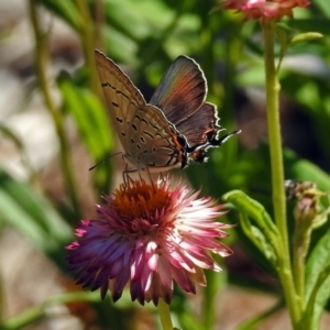 Jalmenus ictinus at Acton, ACT - 22 Feb 2019 01:37 PM