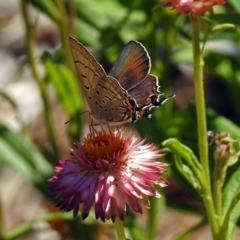 Jalmenus ictinus (Stencilled Hairstreak) at Acton, ACT - 22 Feb 2019 by RodDeb