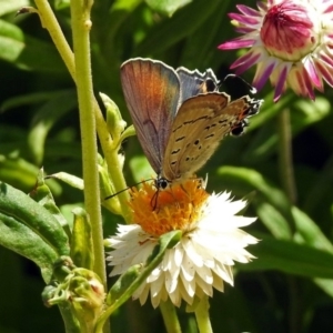 Jalmenus ictinus at Acton, ACT - 22 Feb 2019 01:37 PM