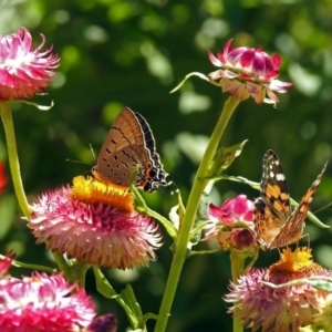 Jalmenus ictinus at Acton, ACT - 22 Feb 2019