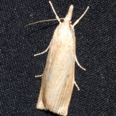 Calamotropha delatalis (a Crambid moth (Crambinae)) at Rosedale, NSW - 16 Feb 2019 by jb2602