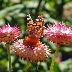 Vanessa kershawi (Australian Painted Lady) at ANBG - 22 Feb 2019 by RodDeb