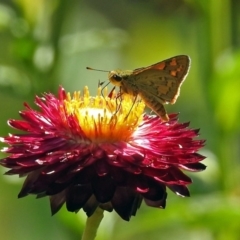 Ocybadistes walkeri (Green Grass-dart) at ANBG - 22 Feb 2019 by RodDeb