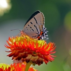 Jalmenus evagoras (Imperial Hairstreak) at ANBG - 22 Feb 2019 by RodDeb