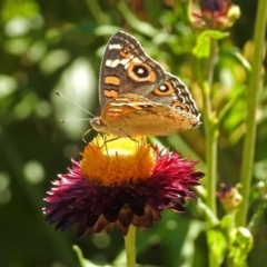 Junonia villida (Meadow Argus) at Acton, ACT - 22 Feb 2019 by RodDeb