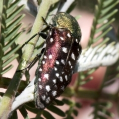 Diphucrania leucosticta (White-flecked acacia jewel beetle) at Forde, ACT - 22 Feb 2019 by AlisonMilton