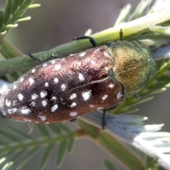 Diphucrania leucosticta at Forde, ACT - 22 Feb 2019 11:15 AM