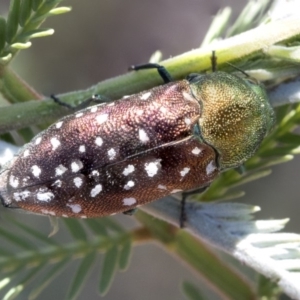 Diphucrania leucosticta at Forde, ACT - 22 Feb 2019 11:15 AM