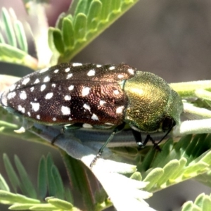 Diphucrania leucosticta at Forde, ACT - 22 Feb 2019 11:15 AM