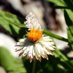 Theclinesthes serpentata at Acton, ACT - 22 Feb 2019