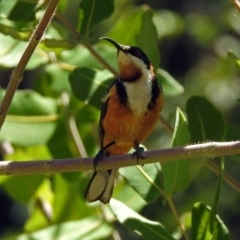 Acanthorhynchus tenuirostris (Eastern Spinebill) at Acton, ACT - 22 Feb 2019 by RodDeb