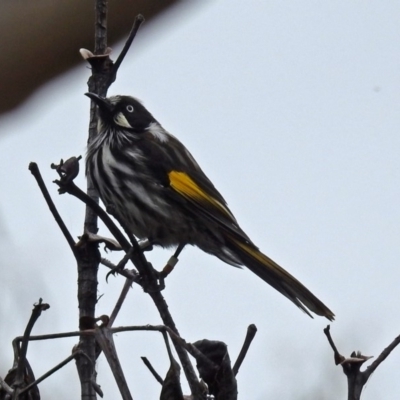 Phylidonyris novaehollandiae (New Holland Honeyeater) at ANBG - 21 Feb 2019 by RodDeb