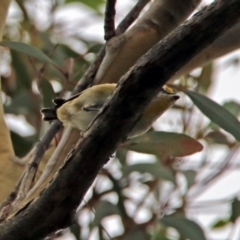 Pardalotus striatus (Striated Pardalote) at ANBG - 22 Feb 2019 by RodDeb