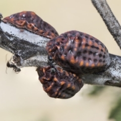 Icerya acaciae (Acacia mealy bug) at Mulligans Flat - 22 Feb 2019 by AlisonMilton