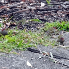 Neochmia temporalis (Red-browed Finch) at ANBG - 21 Feb 2019 by RodDeb