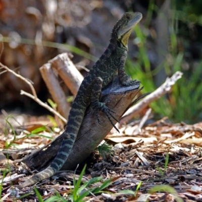 Intellagama lesueurii howittii (Gippsland Water Dragon) at Acton, ACT - 22 Feb 2019 by RodDeb