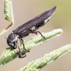 Rhinotia sp. (genus) (Unidentified Rhinotia weevil) at Mulligans Flat - 22 Feb 2019 by AlisonMilton