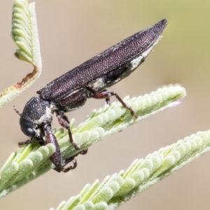 Rhinotia sp. (genus) at Forde, ACT - 22 Feb 2019 11:21 AM