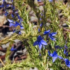 Amegilla (Zonamegilla) asserta (Blue Banded Bee) at ANBG - 22 Feb 2019 by RodDeb