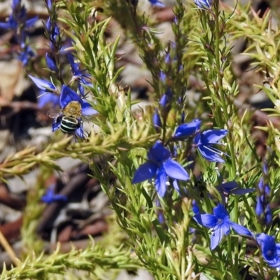 Amegilla (Zonamegilla) asserta (Blue Banded Bee) at ANBG - 22 Feb 2019 by RodDeb