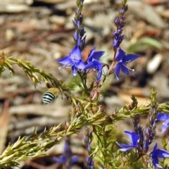 Amegilla (Zonamegilla) asserta at Acton, ACT - 22 Feb 2019 01:22 PM