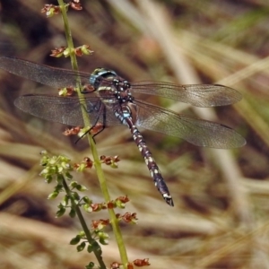 Adversaeschna brevistyla at Acton, ACT - 22 Feb 2019