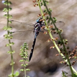 Adversaeschna brevistyla at Acton, ACT - 22 Feb 2019