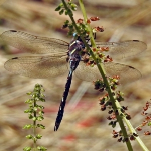 Adversaeschna brevistyla at Acton, ACT - 22 Feb 2019