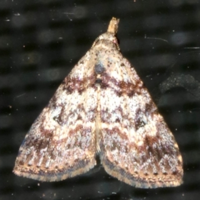 Alapadna pauropis (Variable Spot-wing) at Rosedale, NSW - 16 Feb 2019 by jb2602