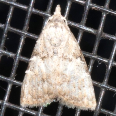 Unidentified Pyralid or Snout Moth (Pyralidae & Crambidae) at Rosedale, NSW - 16 Feb 2019 by jb2602